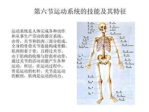 第三章人体感知与运动特征