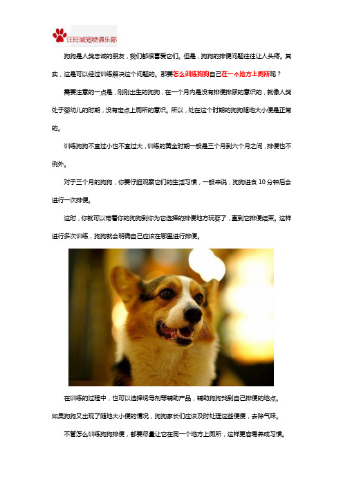 怎么训练狗狗在一个地方上厕所