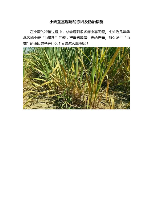 小麦茎基腐病的原因及防治措施