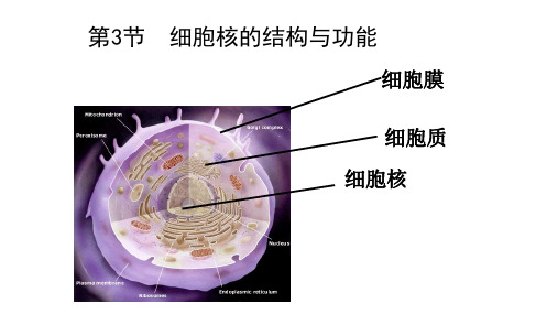 3.3 细胞核的结构和功能 课件-人教版(2019)高一生物必修1