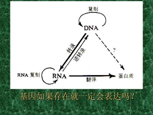 生物化学13.基因表达调节