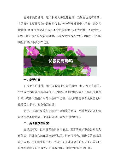 长春花有毒吗,可以放在卧室吗