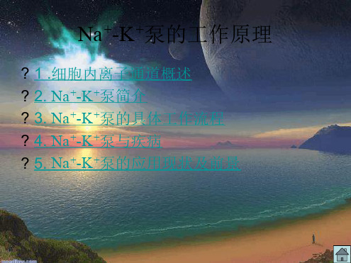 NaK泵的工作原理