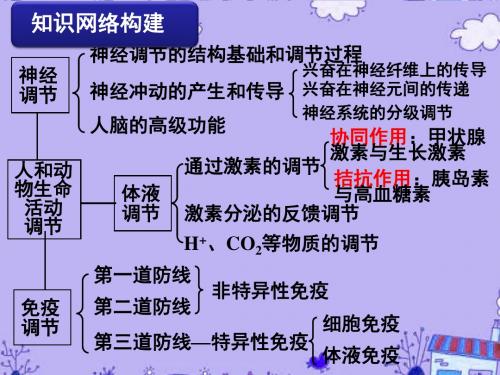 高三生物《动物生命活动调节》课件