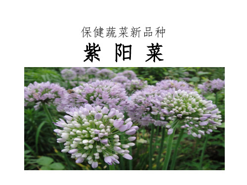 保健蔬菜新品种紫阳菜