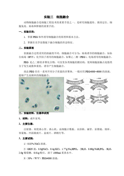 实验三  细胞融合