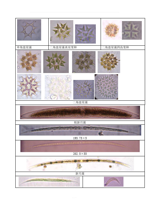 常见藻类图片