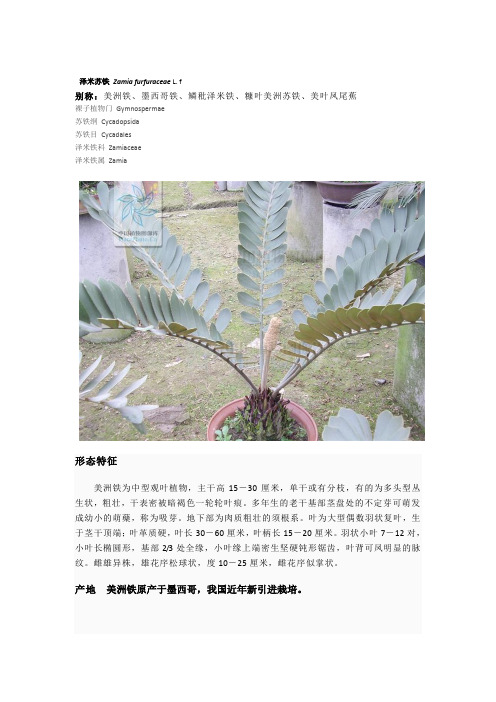 海南大学校园里常见热带植物