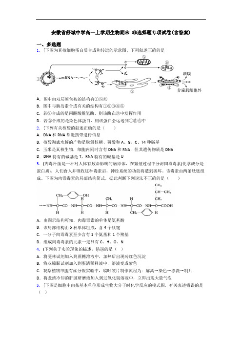 安徽省舒城中学高一上学期生物期末 非选择题专项试卷(含答案)