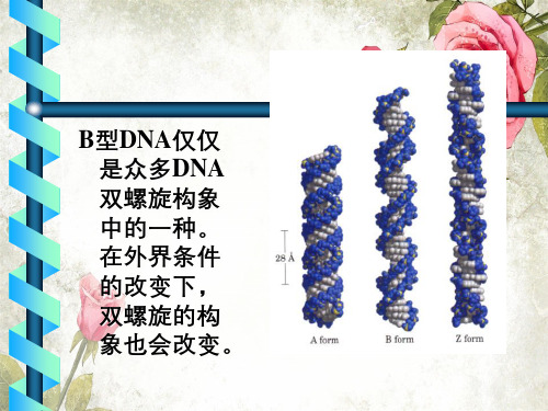 遗传物质的结构和性质分子生物学