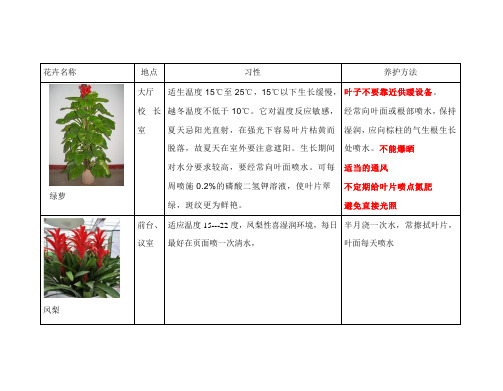 绿植养护方式