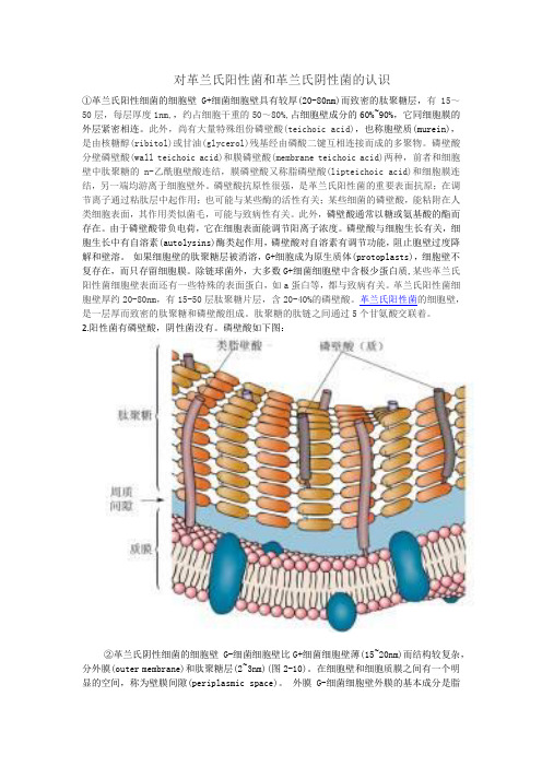 革兰氏阳性菌和革兰氏阴性菌细胞壁的构造