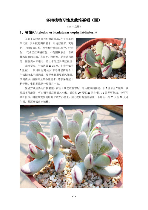 多肉植物习性及栽培要领(四)