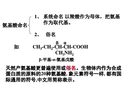 氨基酸多肽