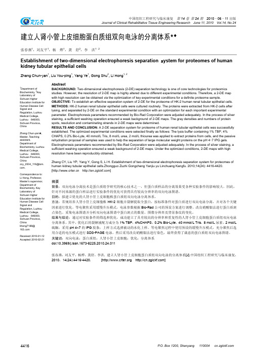 建立人肾小管上皮细胞蛋白质组双向电泳的分离体系