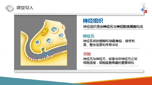 神经组织—突触(正常人体结构课件)