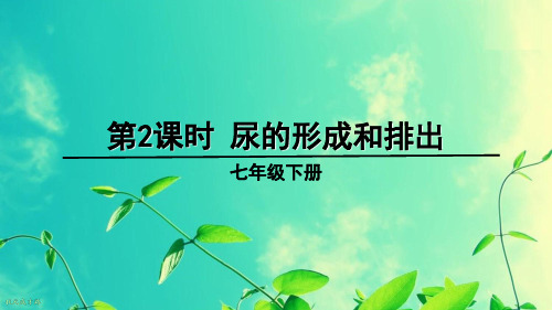 七年级生物下册教学课件《尿的形成和排出》