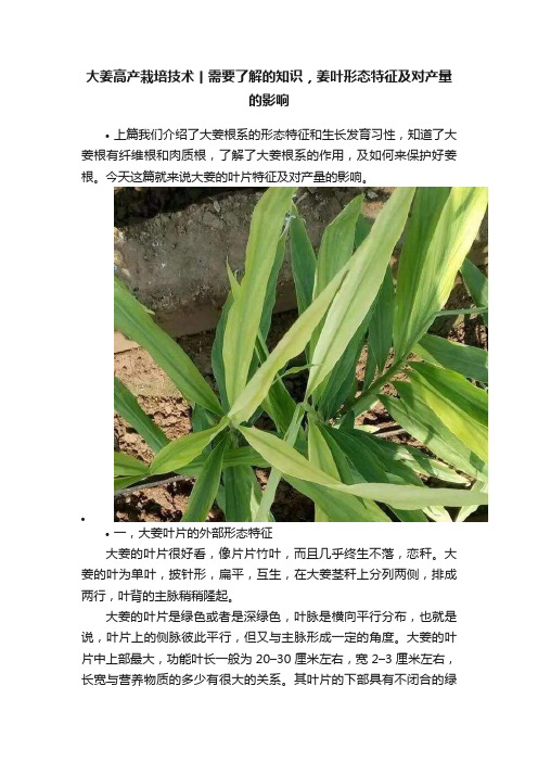 大姜高产栽培技术丨需要了解的知识，姜叶形态特征及对产量的影响