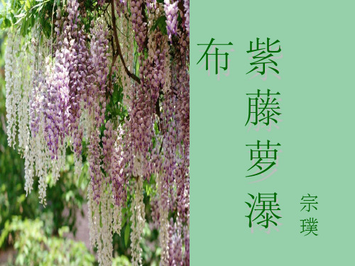 七年级语文上册《第4课 紫藤萝瀑布》课件