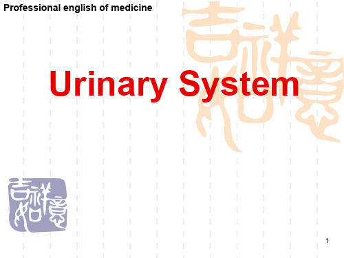 基医专外学-Urinary System-文档资料64页