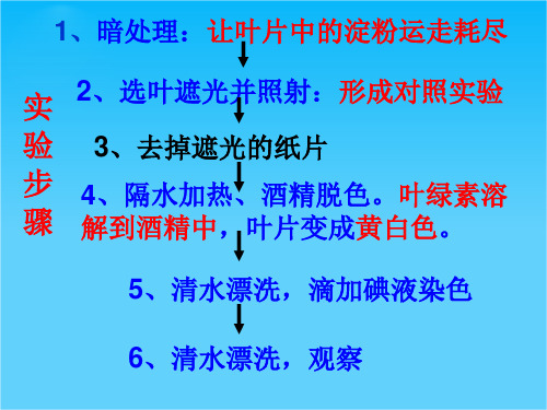 七年级生物上册 第五章 第一节 光合作用吸收二氧化碳释放氧气课件 (新版)新人教版