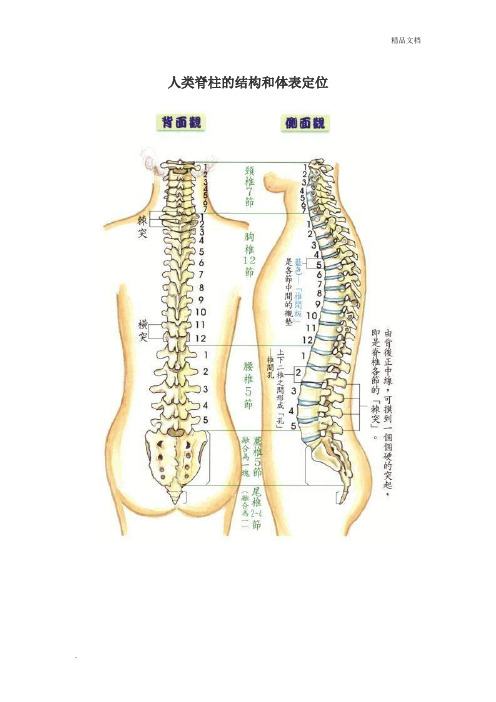 人类脊柱的结构和体表定位