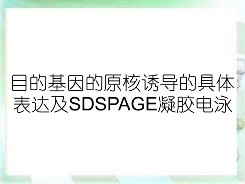 目的基因的原核诱导的具体表达及SDSPAGE凝胶电泳