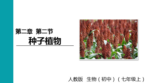 (RJ)七年级生物上册第2单元  多种多样的生物第二节 种子植物