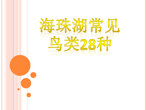 2017广东省广州市海珠湖常见鸟类28种