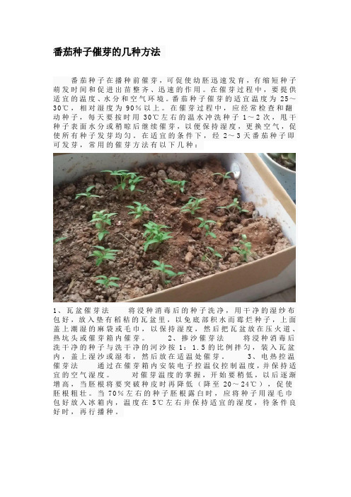 番茄种子催芽的几种方法