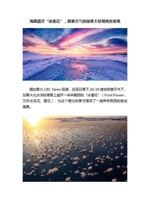 海面盛开“冰莲花”，极寒天气的加拿大惊现绝世美景