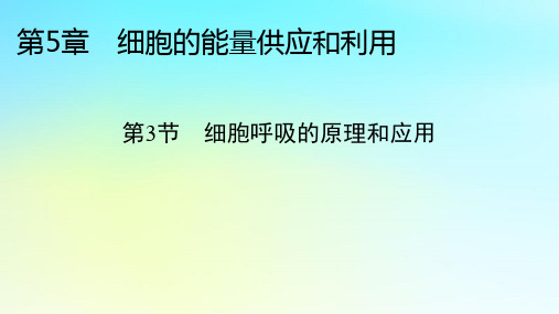 5.3细胞呼吸的原理和应用课件高一上学期生物人教版必修1