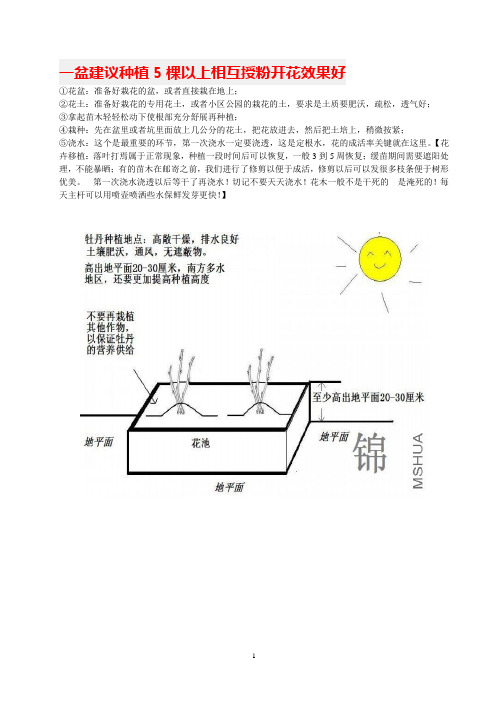 盆栽牡丹种植技术