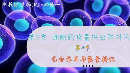 人教版生物学必修第一册5—4—1 捕获光能的色素和结构 (课件PPT)