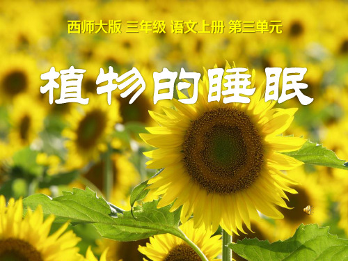 植物的睡眠课件-西师大版小学语文三年级上册