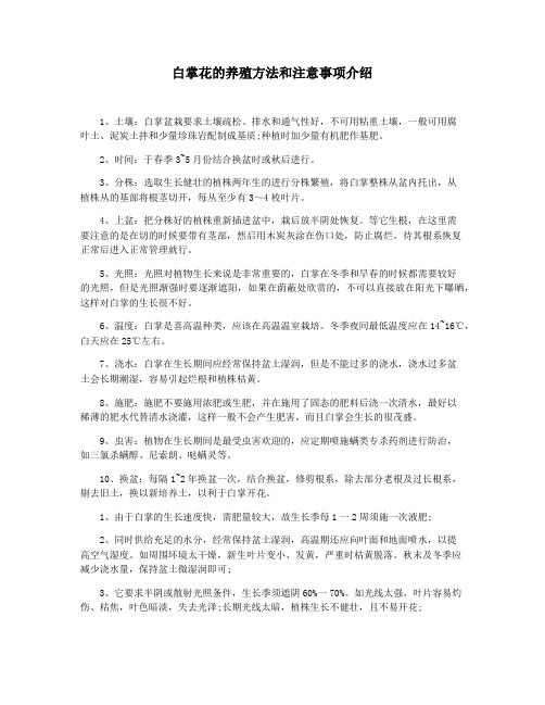 白掌花的养殖方法和注意事项介绍