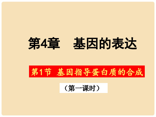 高中生物 4.1 基因指导蛋白质的合成(第一课时)课件 新