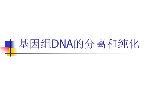 碘化钾法提取DNA