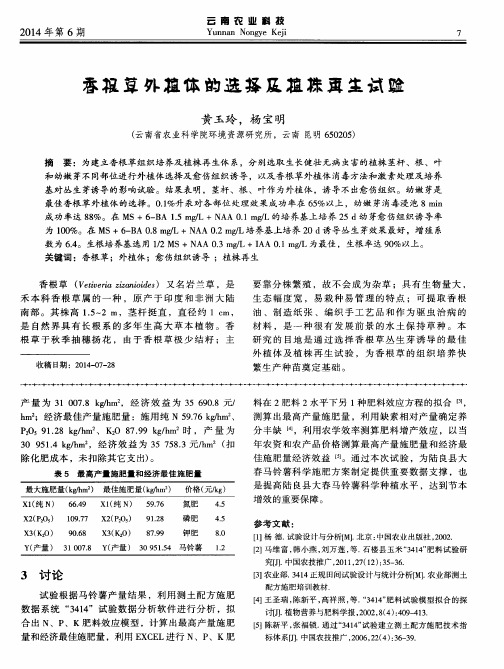 香根草外植体的选择及植株再生试验