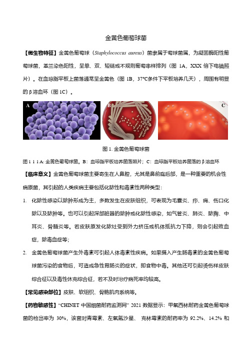 金黄色葡萄球菌简介