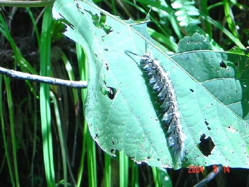 (精选)六年级科学上册密切联系的生物界ppt课件4青岛版