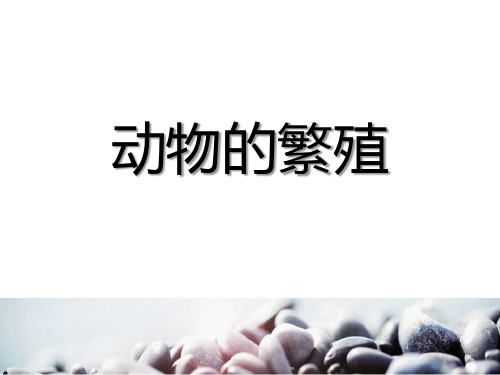 四年级科学《动物的繁殖》ppt课件