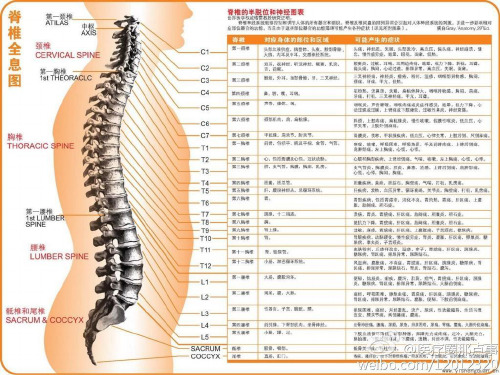 颈椎病的临床分型及诊治