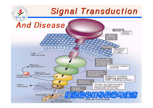 病理生理学 第七章细胞信号转导异常与疾病