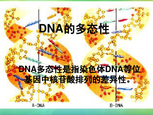 DNA的多态性