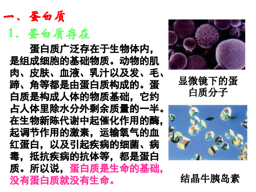 高二化学蛋白质2(PPT)3-1