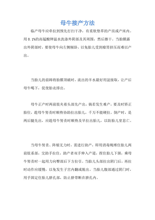 母牛接产方法