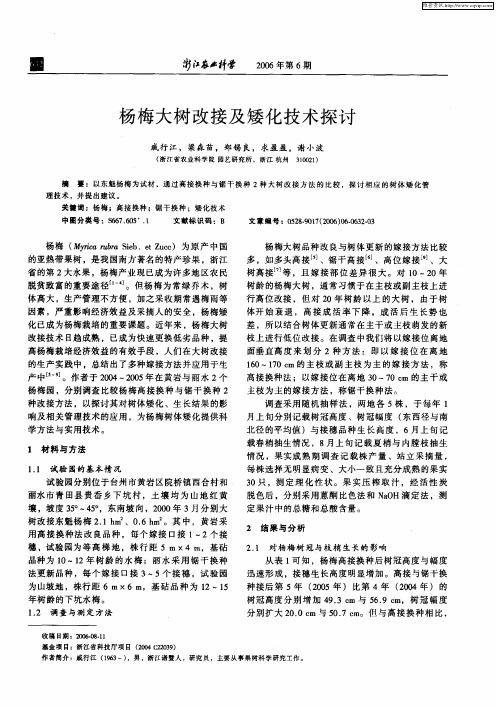 杨梅大树改接及矮化技术探讨