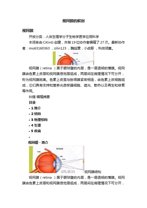 视网膜的解剖