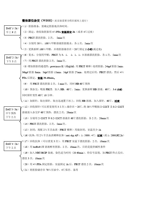 斑马鱼整体原位杂交protocal